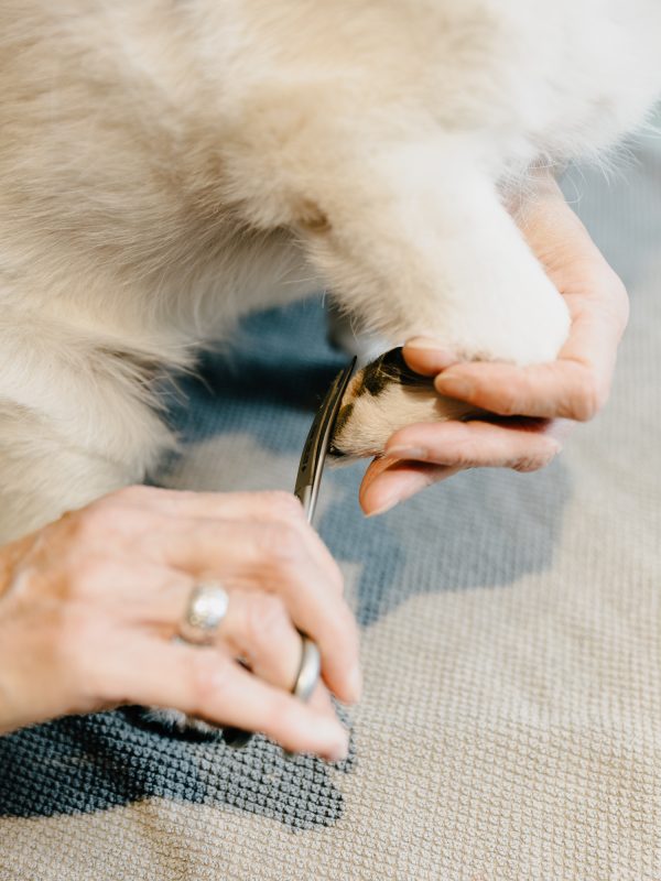 LakeDogs Tegernsee | Groomer Studio | Margit Wälder