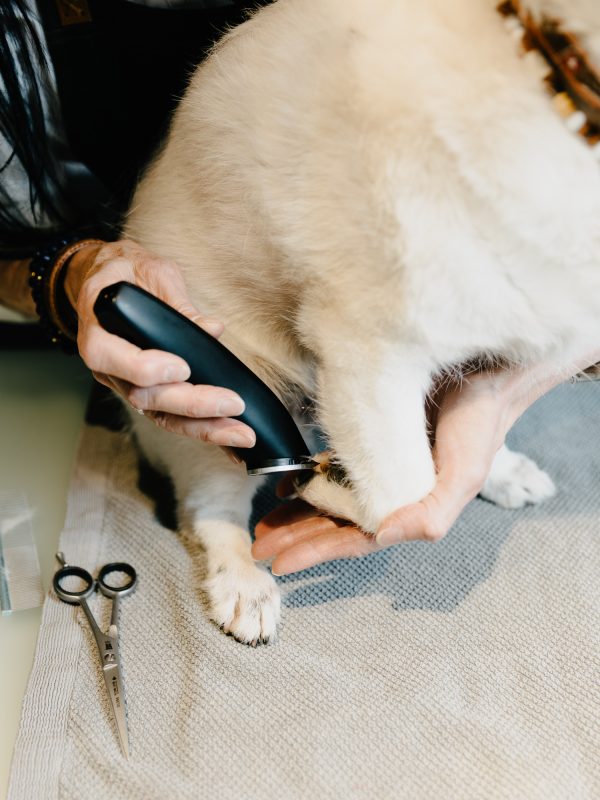 LakeDogs Tegernsee | Groomer Studio | Margit Wälder
