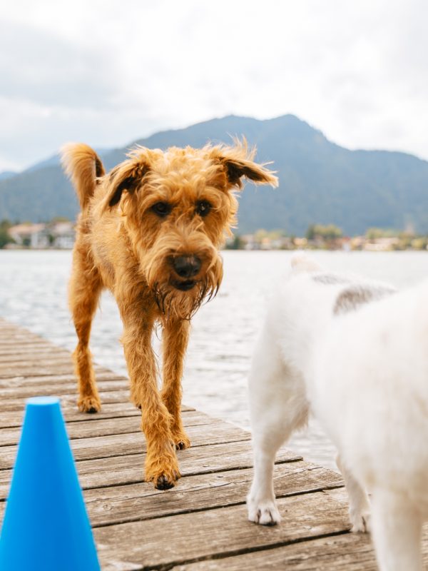 LakeDogs Tegernsee | Training Base | Hundetraining, Margit Wälder