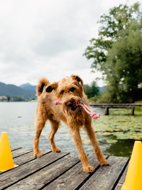LakeDogs Tegernsee | Training Base | Hundetraining, Margit Wälder