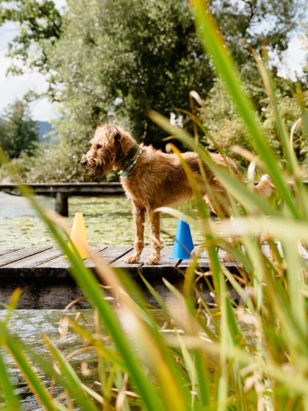 LakeDogs Tegernsee | Training Base | Hundetraining, Margit Wälder