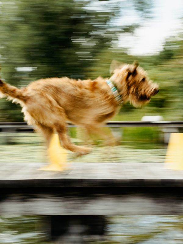 LakeDogs Tegernsee | Training Base | Hundetraining, Margit Wälder