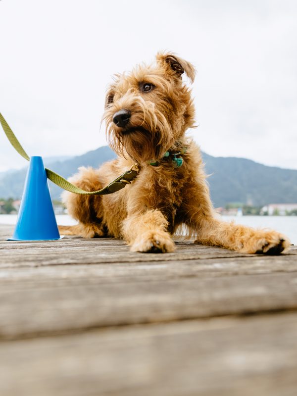 LakeDogs Tegernsee | Training Base | Hundetraining, Margit Wälder