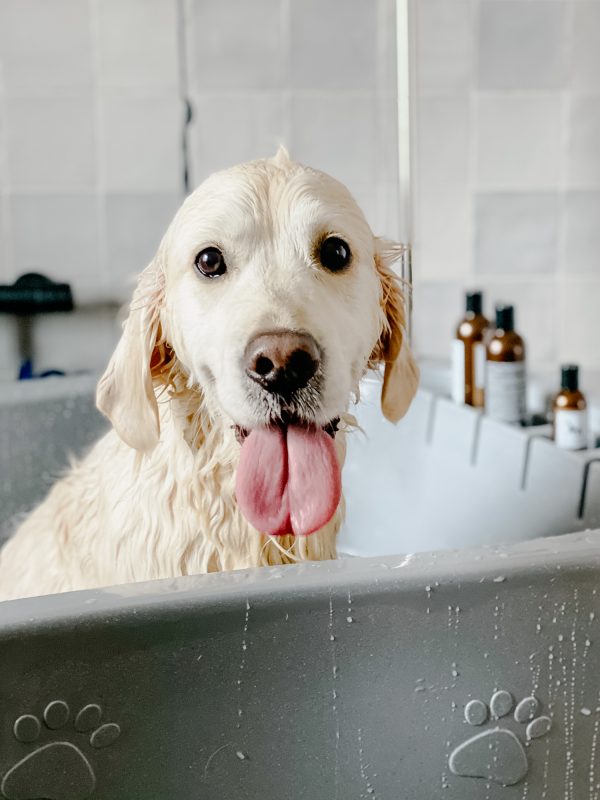 LakeDogs Tegernsee | Groomer Studio | Margit Wälder